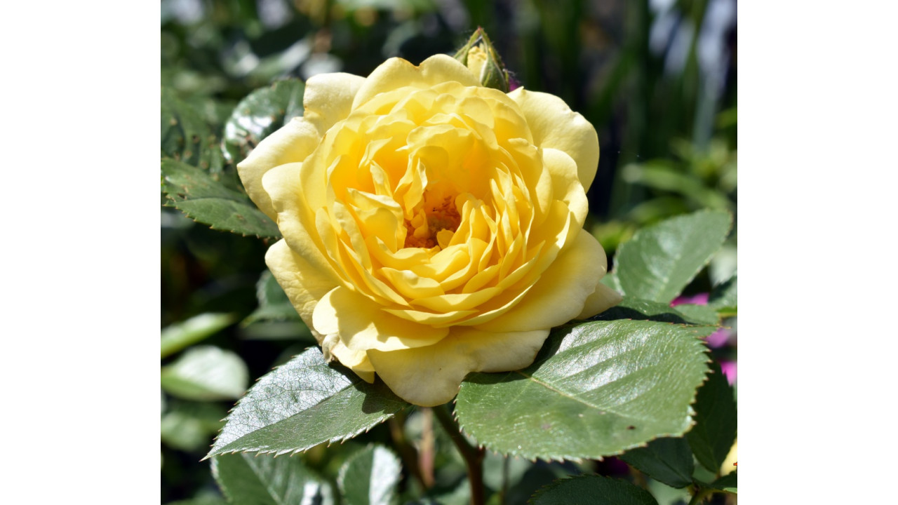 Роза анни дюпрей фото и описание