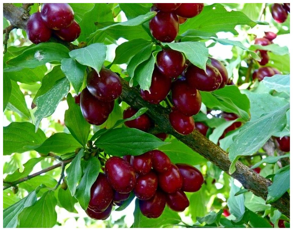Фото кизила дерево и ягоды